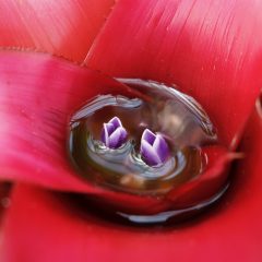 A close up image of wide red leaves with two small purple blossoms in the middle sitting in collected water.