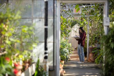 Students in the EEB Greenhouse on March 5, 2020. (Bri Diaz/UConn Photo).
 