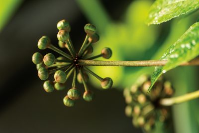 Plants from the EEB Greenhouse on  Jan. 17, 2020. (Sean Flynn/UConn Photo)