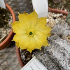 A yellow flower inside a pot