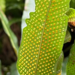 Closeup of a green leaf with orange and yellow dots.