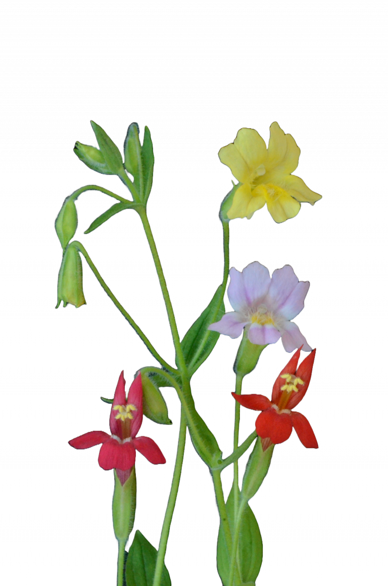 botanical drawn flower