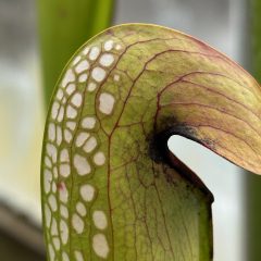 A green leaf with red markings and white spots