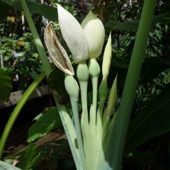 A tall plant with white flowers (Colocasia).