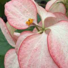 A closeup of a pink plant (Mussaenda).