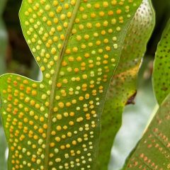 A green fern leaf with yellow dots