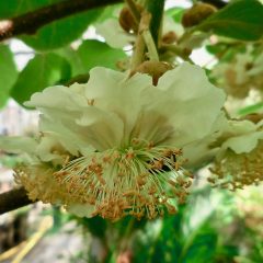 A hanging white flower (actinidia)