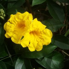 A pair of yellow flowers against green leaves (Adenocalymma comosum)