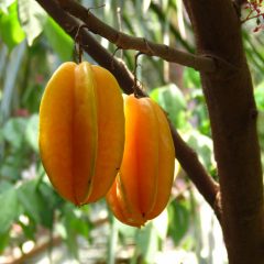 A tree with yellow star shaped fruit (Averrhoa carambola).