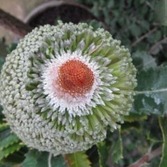 A spherical plant with a red center and green leaves (Banksia serrata)