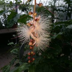 Ahanging plant with buds and white flowers (Barringtonia racemosa)