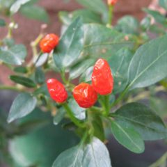 A plant with red peppers and green leaves (Capsicum chinense).