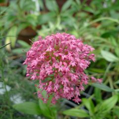 A bunch of small pink flowers with green leaves in the background (Centranthus ruber)