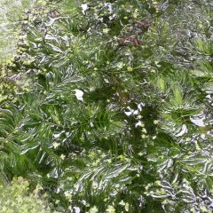 An above view of a water tank with various green aquatic plants on the surface. (Ceratophyllum demersum)