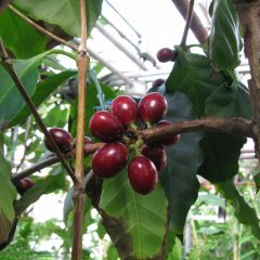 A coffee plant with round red fruit on a tree (Coffea arabica)