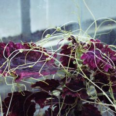 A purple and green plant (Cuscuta europea)