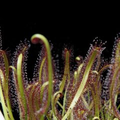 A closeupimage of curled green and red plants (Drosera capensis)