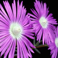 Three purple flowers with white centers (Lampranthus haworthii)