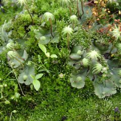 A collection of green plants (Marchantia polymorpha)