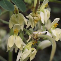 A bunch of white flowers (Moringa oleifera)