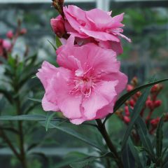 A pink flower on a green stem (Nerium oleander)