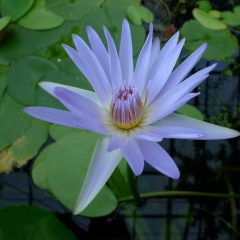 A white flower with a yellow center above water willed with green aquatic plants (Nymphaea nouchali var. caerulea)