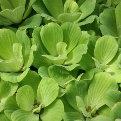 Close up of green leaves with water droplets on them (Pistia stratiotes)