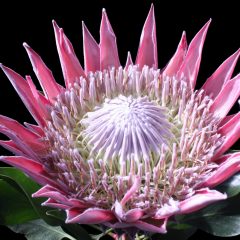 A pink flower (Protea cynaroides)