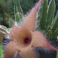 A greenand pink star shaped plant in a black container (Stapelia gigantea)