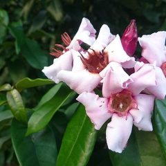 A bunch of pink flowers surrounded by gren leaves (Strophanthus gratus).