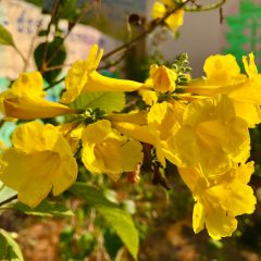 A collection of yellow flowers (Tecoma stans)