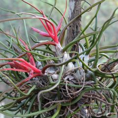 A plant with long green and red stems (Tillandsia bulbosa)